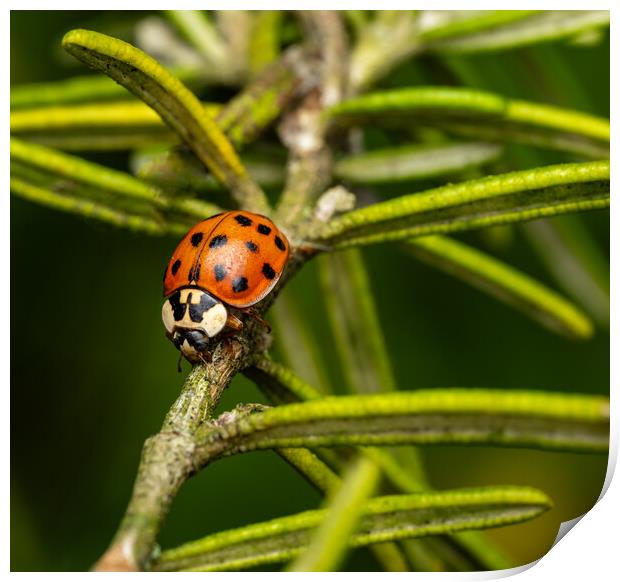 The Eighteen Spotted Ladybird. Print by Colin Allen