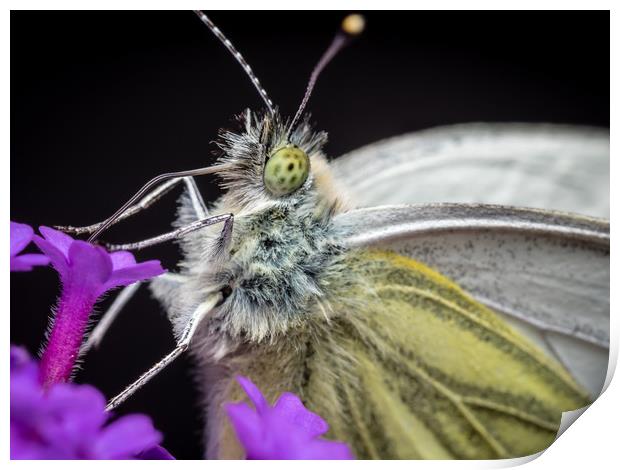 The Eye of the Green-Veined Butterfly Print by Colin Allen