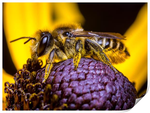  Honey Bee collecting  Pollen. Print by Colin Allen