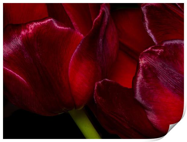 The Passionate Dance of Red Tulips Print by Colin Allen