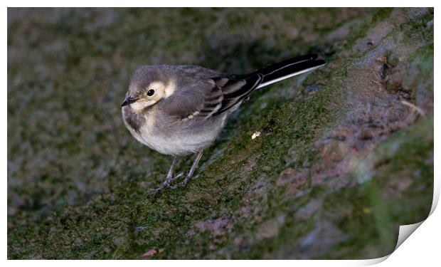  Young  Pied Wagtail Print by Colin Allen