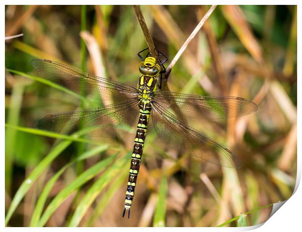 Southern Hawker Dragonfly Print by Colin Allen