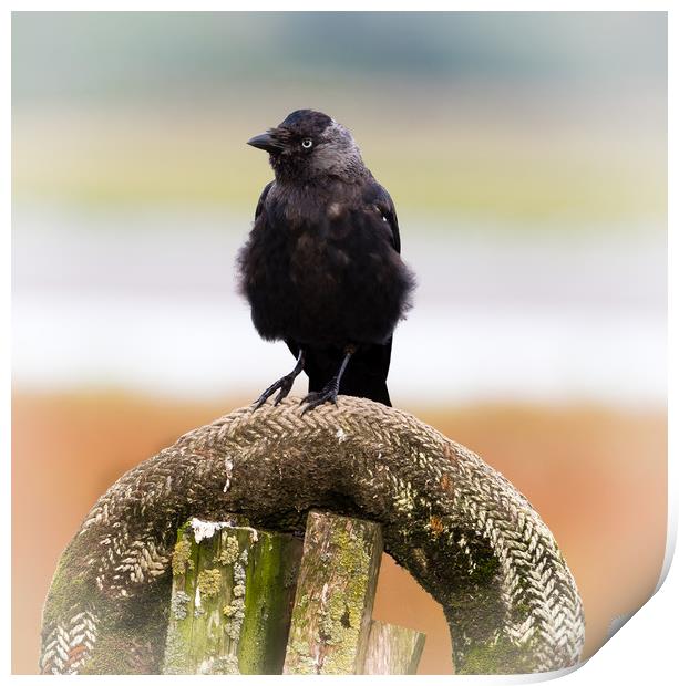 Jackdaw on the Shore. Print by Colin Allen