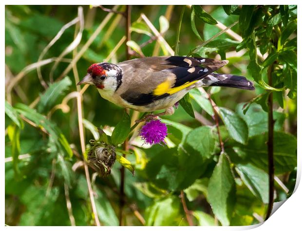Goldfinch Feeding on Seeds. Print by Colin Allen