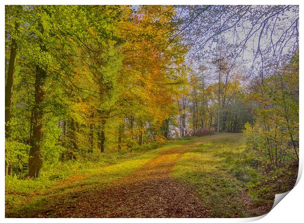 An Autumn Walk in Slebech Wood. Print by Colin Allen