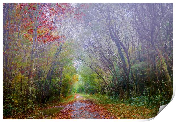 Autumn Mist in Slebech Wood in Pembrokeshire. Print by Colin Allen