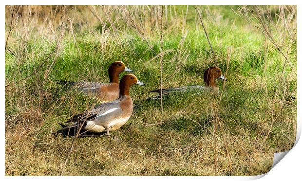 Wigeon on Laugharne Estuary.  Print by Colin Allen