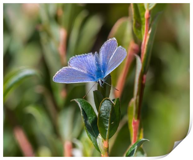 Silver-Studded Blue Butterfly. Print by Colin Allen