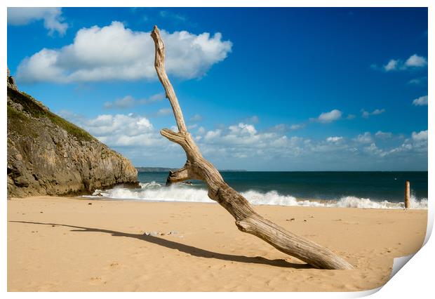 Barafundle Bay - Driftwood on the Shore. Print by Colin Allen