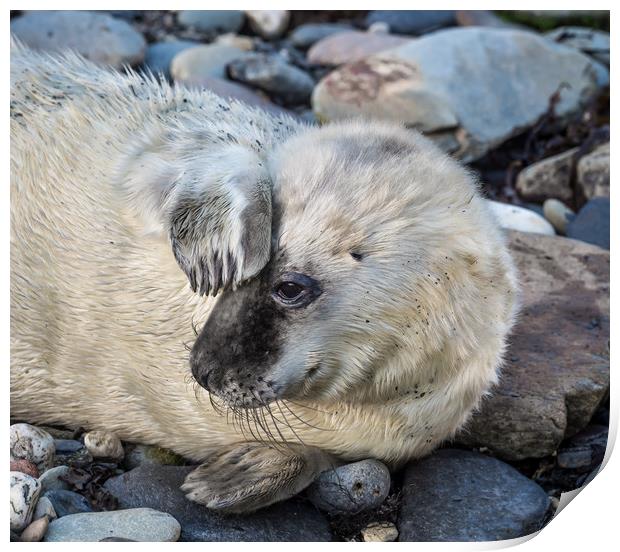 Seal Pup at Porthgain in Pembrokeshire. Print by Colin Allen