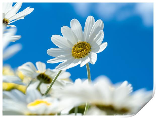 Oxeye Daisies. Print by Colin Allen