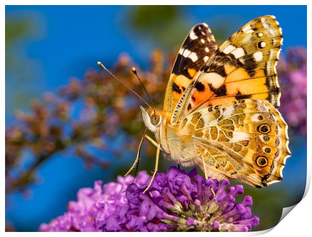 Painted Lady Butterfly. Print by Colin Allen