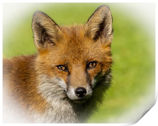 Red Fox  Print by Colin Allen
