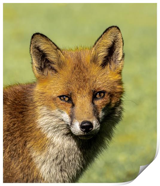 Red Fox. Print by Colin Allen
