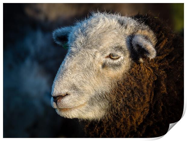 Herdwick Sheep - Portrait. Print by Colin Allen