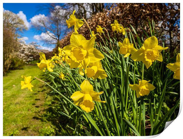 Daffodils in Spring. Print by Colin Allen