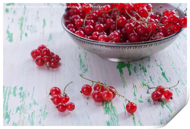 Ripe red currants in a metal plate Print by Andrey Lipinskiy