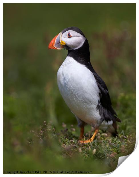 Portrait of a Puffin Print by Richard Pike