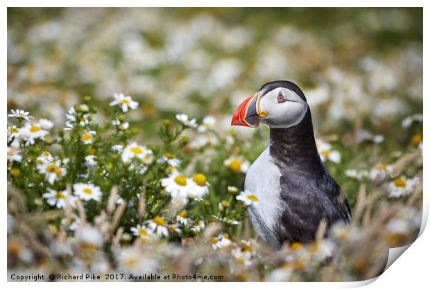 Puffin surrounded by Daisies Print by Richard Pike