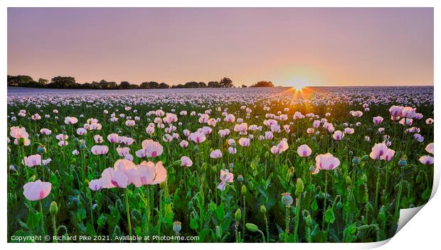 Sunset Over White Poppies Print by Richard Pike