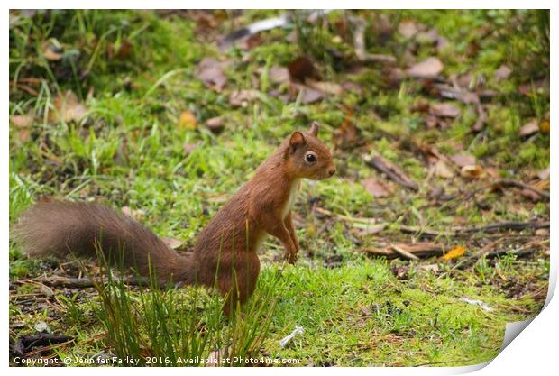 Squirrel Nutkin Print by Jennifer Farley