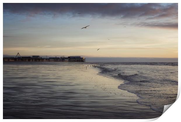 Seagulls feeding as sunset Print by Phil Clayton