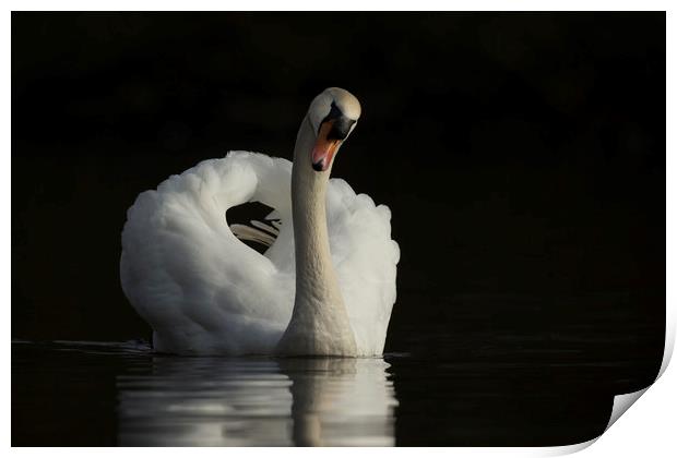 Mute swan, Cygnus olor Print by Simon Booth