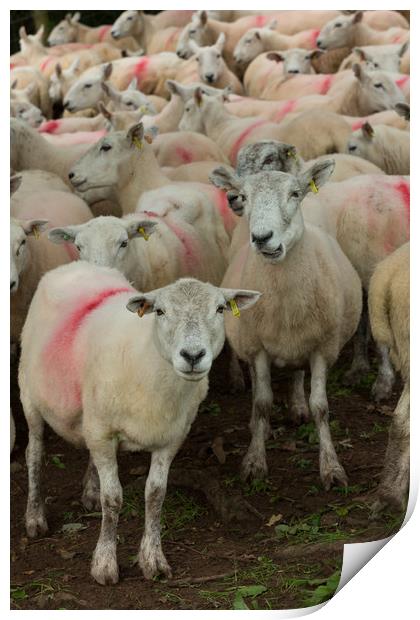 Lake District sheep Print by mike morley