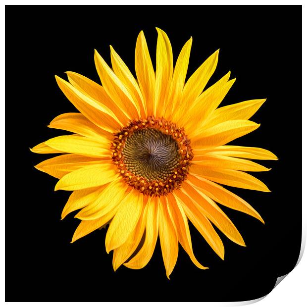Single sunflower Print by Bryn Morgan