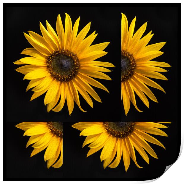 Sunflower Print by Bryn Morgan
