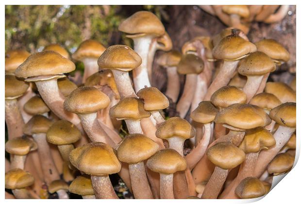 Mushrooms, Honey fungus. Print by Bryn Morgan