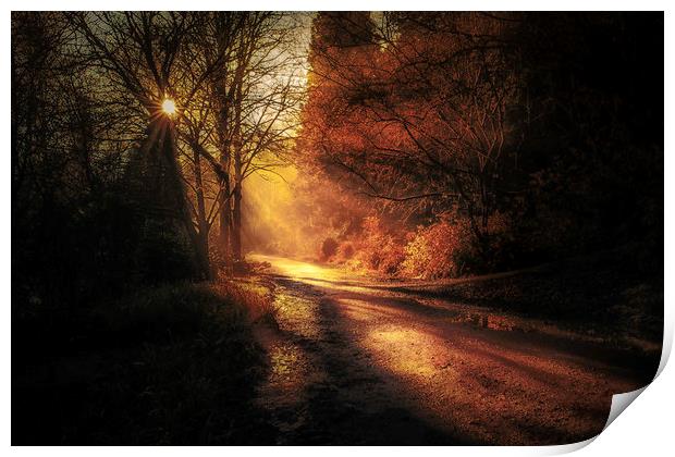 Penllergare woods amongst rays of light Print by Bryn Morgan