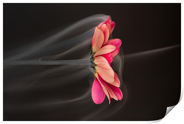 Flower in a cascade of falling mist. Print by Bryn Morgan