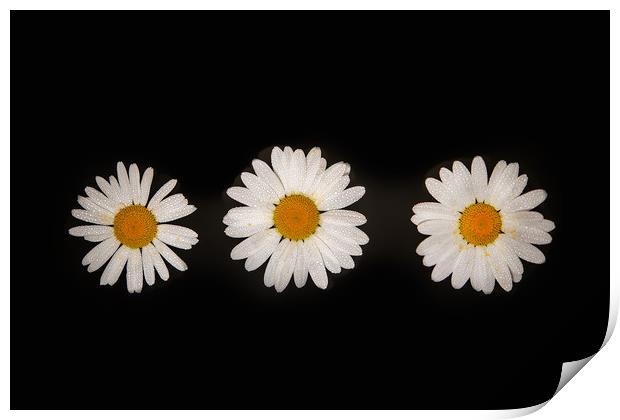 Three oxeye daisies Print by Bryn Morgan
