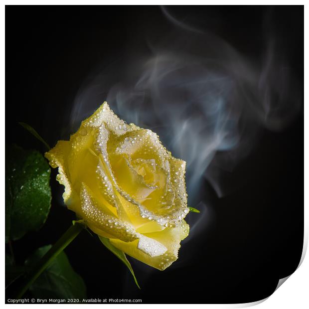 White rose with rising mist Print by Bryn Morgan