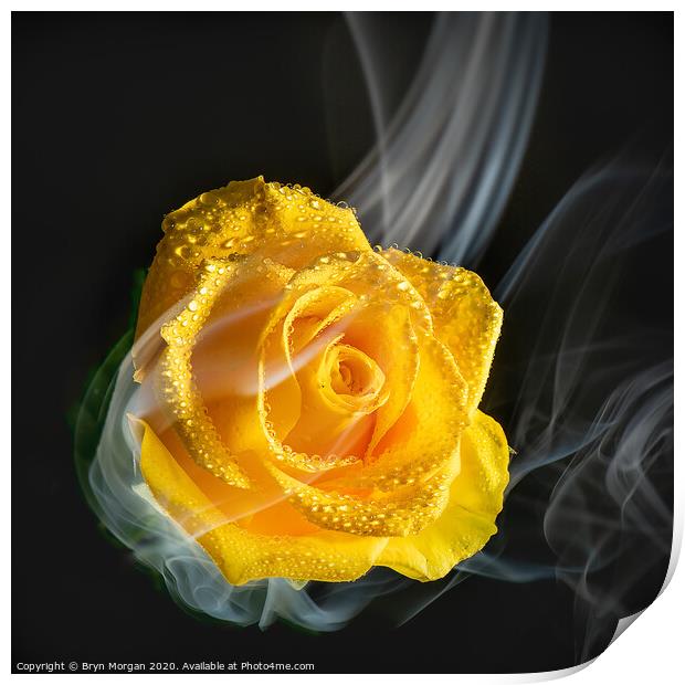 Yellow rose with rising mist Print by Bryn Morgan