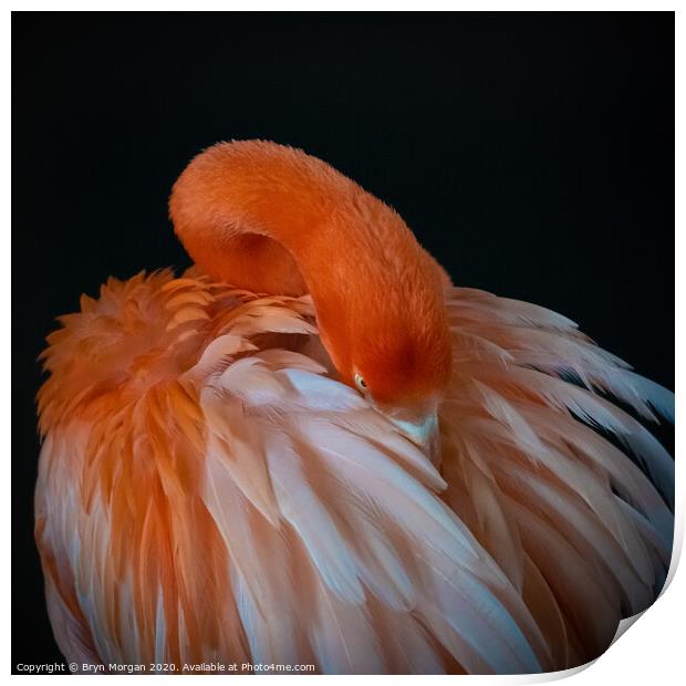 Flamingo preening itself Print by Bryn Morgan