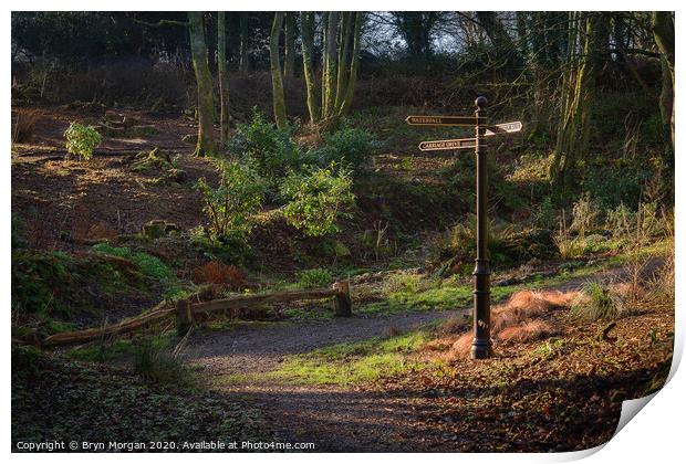 Penllergare valley woods Print by Bryn Morgan