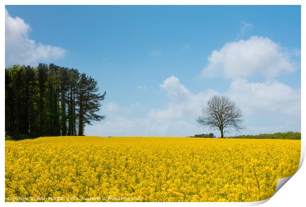 Field of rapeseed flowers at Ewenny Print by Bryn Morgan