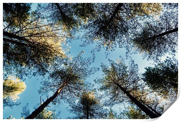 Looking Up To Trees Print by Mike Evans