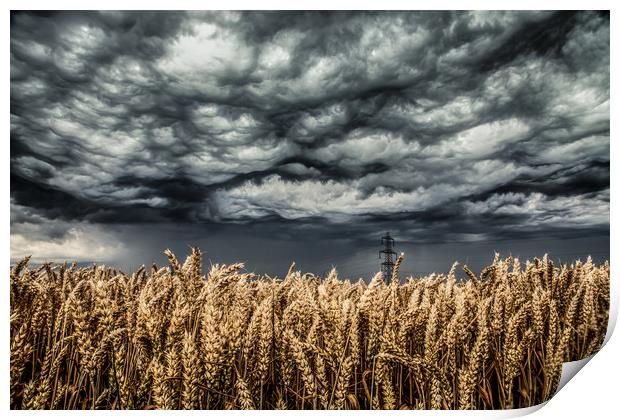 Wheat Field Thunder Storm Print by Steve Lansdell