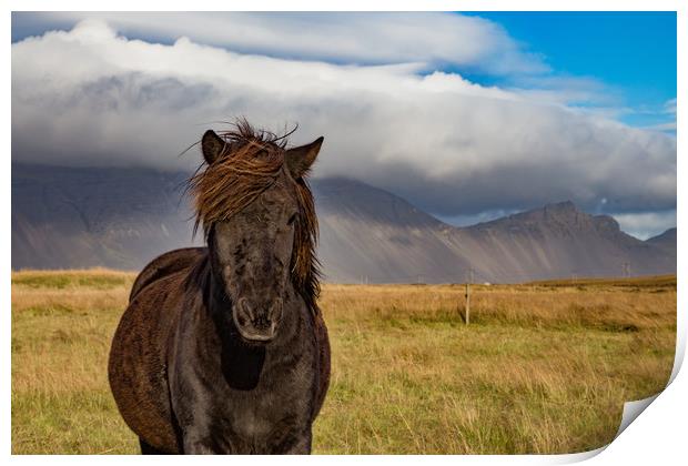 Iceland's Pony Print by Steve Lansdell