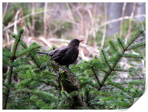     Glenlivet forest Blackbird                     Print by alan todd