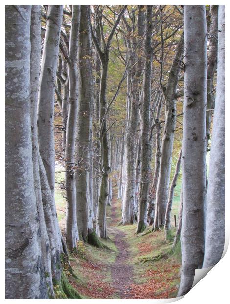 Silver Beech Avenue                                Print by alan todd