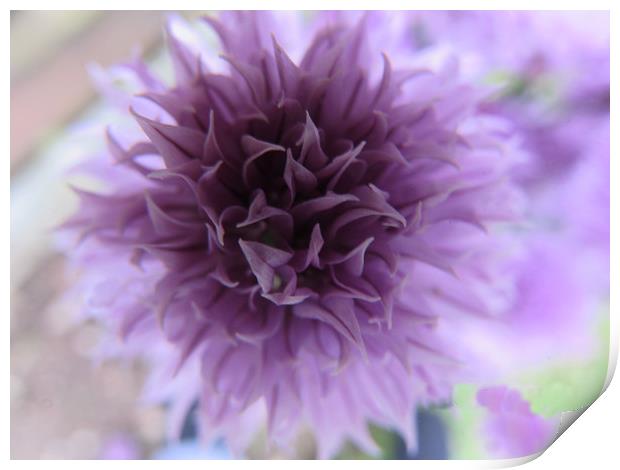  Chive Flower                               Print by alan todd