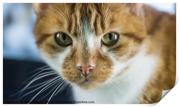 Ginger Tom Print by Steve Ebbrell