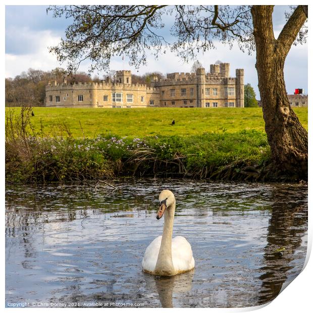 Swan at Leeds Castle in Kent, UK Print by Chris Dorney