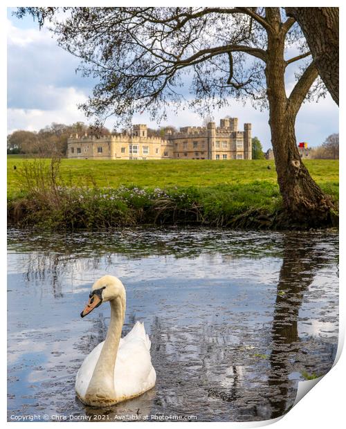 Swan at Leeds Castle in Kent, UK Print by Chris Dorney