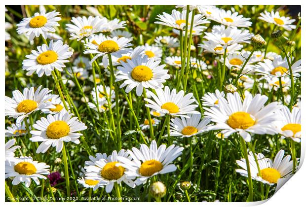 Wild Flowers Print by Chris Dorney