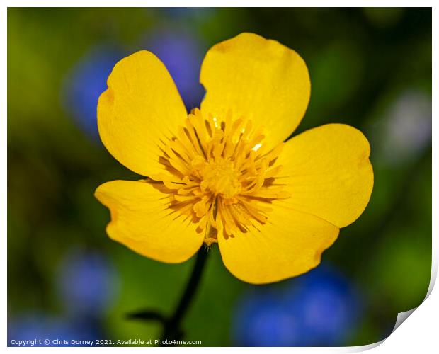 Creeping Buttercup Print by Chris Dorney